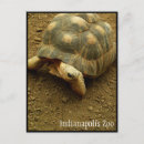Recherche de tortue lente cartes postales Animal