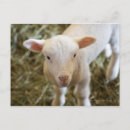 Recherche de agneau cartes postales Innocence