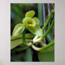 Recherche de vanille art Botanique
