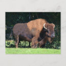 Recherche de drapeau wyoming cartes postales Bison