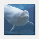 Recherche de créatures magnets Sous marin