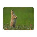 Recherche de parc du sud magnets Animal