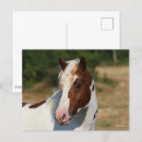 Recherche de pince cartes postales Animal