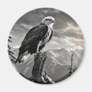 Recherche de dessin d aigle magnets Nature