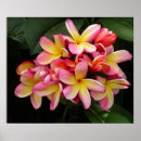 Zoek naar hawaiiaanse bloemen posters Plumeria