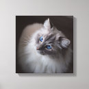 Zoek naar ragdoll cat kunst Blauw