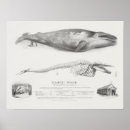 Recherche de whale posters Marine