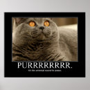 Recherche de amant de chat posters Chaton