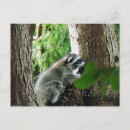 Recherche de visiteurs cartes postales Faune