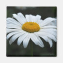 Recherche de pollen magnets Nature