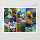 Recherche de poissons tropicaux cartes postales Océan