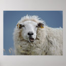 Recherche de moutons drôles posters Laine