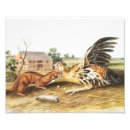 Recherche de belette posters Faune