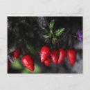 Recherche de salsa cartes postales Piment