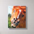 Recherche de cheval fou posters Photo de cheval