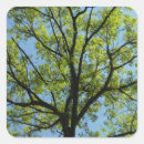 Recherche de vert vivant autocollants Nature
