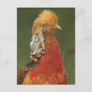 Recherche de doré cartes postales Beau