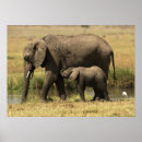 Recherche de african animals posters Outdoors