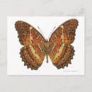 Recherche de butterfly cartes postales Animals