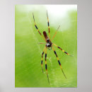 Recherche de araignée posters Jaune