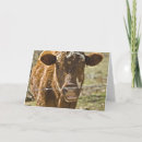 Recherche de vache anniversaire cartes Idiot