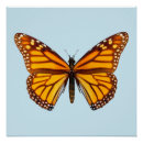 Recherche de monarque posters Orange