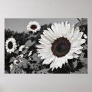 Recherche de tournesol art Noir et blanc