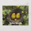 Recherche de poussins jaunes cartes postales Oiseau
