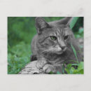 Recherche de yeux verts chat cartes postales Tabby