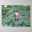 Recherche de rouge gorge posters Animaux