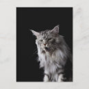 Recherche de maine coon cartes postales Félin