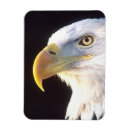 Recherche de aigle magnets États unis