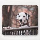 Recherche de chiot dalmatien tapis souris Dalmate