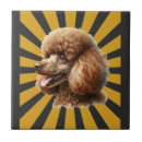 Recherche de caniches carreaux Loup