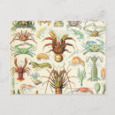 Recherche de crevettes cartes postales Homard