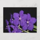 Recherche de orchidée sauvage cartes postales Flore