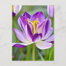 Recherche de fleurs de tulipe cartes postales Tulipes