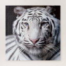 Recherche de tigre blanc puzzles Chats sauvages