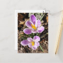 Recherche de fleurs de crocus cartes postales Coloré
