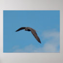 Recherche de pérégrination posters Animaux