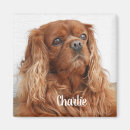 Recherche de coockies magnets Amoureux des animaux