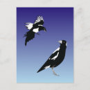 Recherche de pie bleue Faune