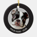Recherche de terrier photographie Terrier de boston