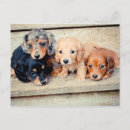 Zoek naar wiener briefkaarten Puppy