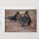 Recherche de chiot berger vœux cartes Animal de compagnie