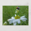 Recherche de coccinelle colorée cartes postales Pour tous