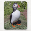 Recherche de macareux tapis souris Pingouin
