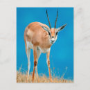 Recherche de portrait femelle cartes postales Jour