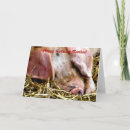 Zoek naar varkens kaarten Hoeren