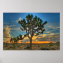 Recherche de joshua tree posters Cactus